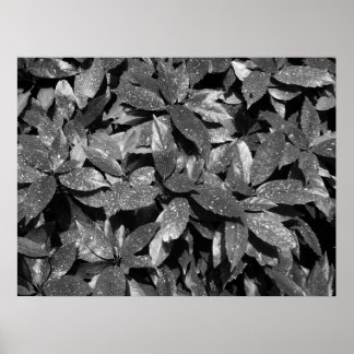 Gepunktet Laurel, Aucuba Japonica - B/W Poster