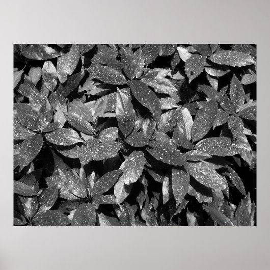 Gepunktet Laurel, Aucuba Japonica - B/W Poster (Vorne)