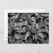 Gepunktet Laurel, Aucuba Japonica - (B&W) Postkarte (Vorne/Hinten)