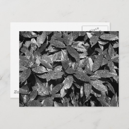 Gepunktet Laurel, Aucuba Japonica - (B&W) Postkarte (Vorne/Hinten)