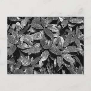 Gepunktet Laurel, Aucuba Japonica - (B&W) Postkarte
