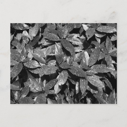 Gepunktet Laurel, Aucuba Japonica - (B&W) Postkarte (Vorderseite)