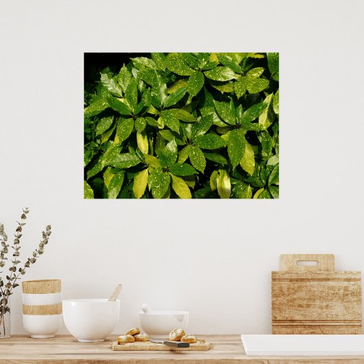 Gepunktet Laurel, Aucuba Japonica Poster (Küche)