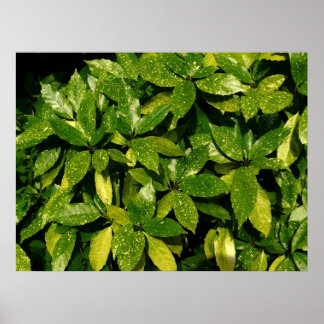 Gepunktet Laurel, Aucuba Japonica Poster
