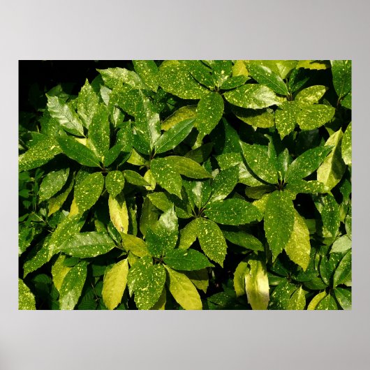 Gepunktet Laurel, Aucuba Japonica Poster (Vorne)