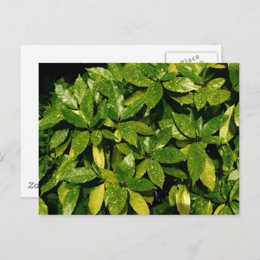Gepunktet Laurel, Aucuba Japonica Postkarte (Vorne/Hinten)