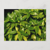Gepunktet Laurel, Aucuba Japonica Postkarte (Vorderseite)