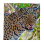 Gepunktet Leopard Fliese (Vorderseite)