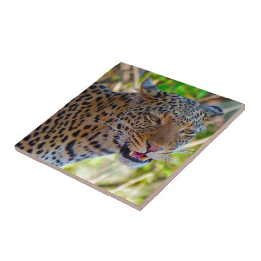 Gepunktet Leopard Fliese (Seite)
