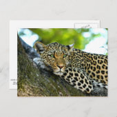 Gepunktet Leopard Postkarte (Vorne/Hinten)