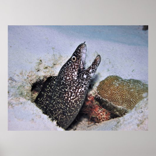 Gepunktet Moray in Cozumel Poster (Vorne)