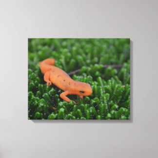 Gepunktet Newt Eastern Red Newt Leinwanddruck