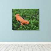 Gepunktet Newt Eastern Red Newt Leinwanddruck (Insitu (Holzboden))