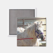 Gepunktet Pony Magnet (Vorderseite/Rückseite)