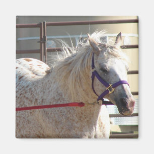 Gepunktet Pony Magnet