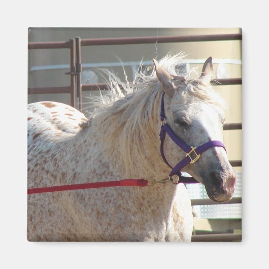 Gepunktet Pony Magnet (Vorne)