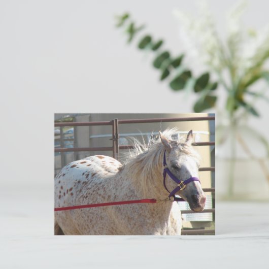 Gepunktet Pony Postkarte (Stehend Vorderseite)