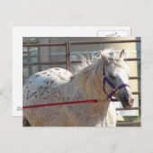Gepunktet Pony Postkarte (Vorne/Hinten)