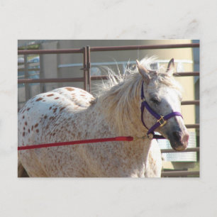 Gepunktet Pony Postkarte