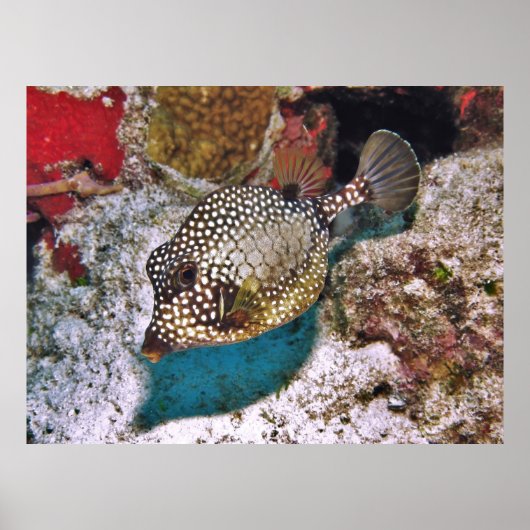 Gepunktet Poster (Vorne)