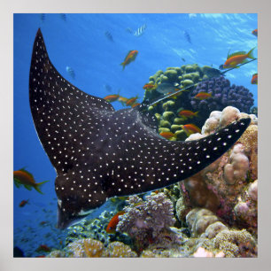 Gepunktet Ray Poster