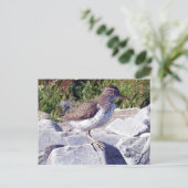 Gepunktet Sandpiper 1 Postkarte (Stehend Vorderseite)