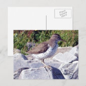 Gepunktet Sandpiper 1 Postkarte (Vorne/Hinten)