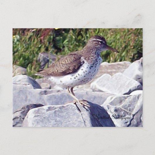 Gepunktet Sandpiper 1 Postkarte (Vorderseite)