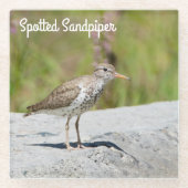Gepunktet Sandpiper Glasuntersetzer (Vorderseite)