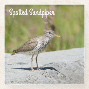 Gepunktet Sandpiper Glasuntersetzer
