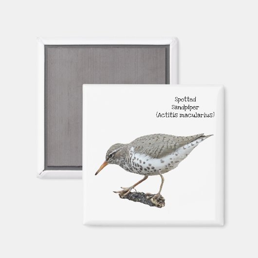Gepunktet Sandpiper Magnet (Vorderseite/Rückseite)
