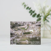 Gepunktet Sandpiper Postkarte (Stehend Vorderseite)