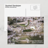 Gepunktet Sandpiper Postkarte (Vorne/Hinten)