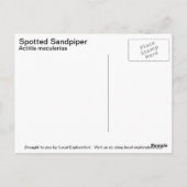 Gepunktet Sandpiper Postkarte (Rückseite)