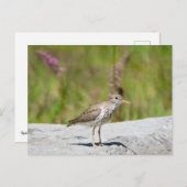 Gepunktet Sandpiper Postkarte (Vorne/Hinten)