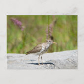 Gepunktet Sandpiper Postkarte (Vorderseite)