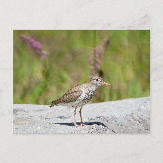 Gepunktet Sandpiper Postkarte (Vorderseite)