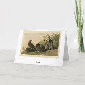 Gepunktet (Spruce) Grouse Audubon's Birds of Ameri Karte (Rückseite)