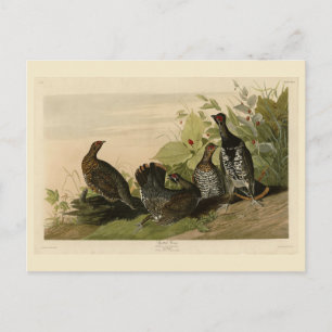 Gepunktet (Spruce) Grouse Audubon's Birds of Ameri Postkarte
