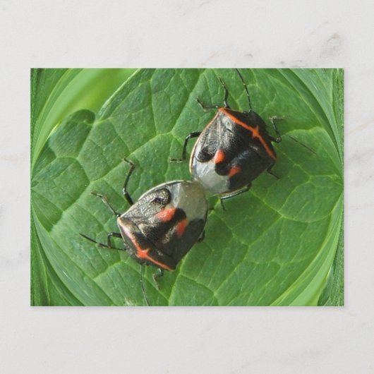 Gepunktet Stink Bugs ~ Postcard Postkarte (Vorderseite)