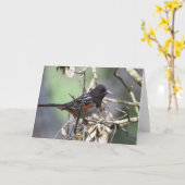 Gepunktet Towhee Karte (Gelbe Blume)