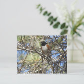 Gepunktet Towhee Postkarte (Stehend Vorderseite)