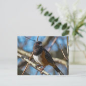 Gepunktet Towhee Postkarte (Stehend Vorderseite)