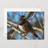 Gepunktet Towhee Postkarte (Vorne/Hinten)