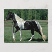 Gepunktet Walker Postkarte (Vorderseite)