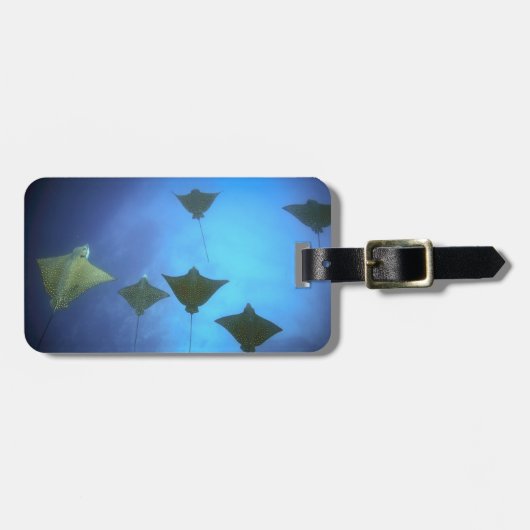 Gepunktete Adlerrochen schwimmen unter Wasser von Gepäckanhänger (Vorderseite horizontal)