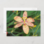 Gepunktete BlackBerry-Lilie Postkarte (Vorne/Hinten)