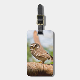 Gepunktete Eule auf dem Morgenflug. Gepäckanhänger