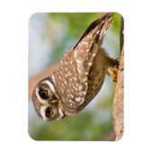 Gepunktete Eule auf dem Morgenflug. Magnet (Vertikal)