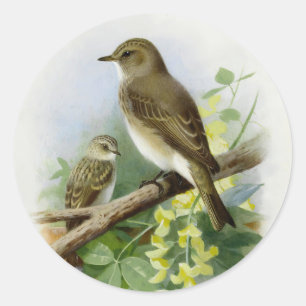 Gepunktete Fliegenfänger, KunstIllustration Runder Aufkleber